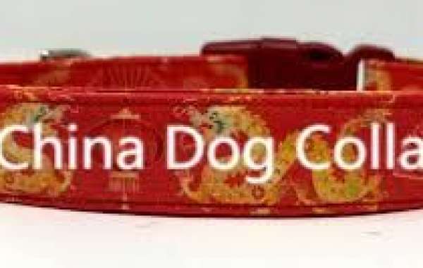 Your Guide to Choosing the Right Pet Collar